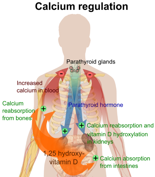 HYPERCALCEMIA in critically ill patients