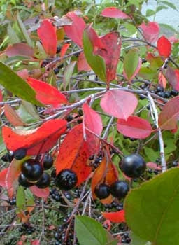 Aromia berries, aronia bush, plant