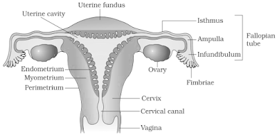 Female reproductive system