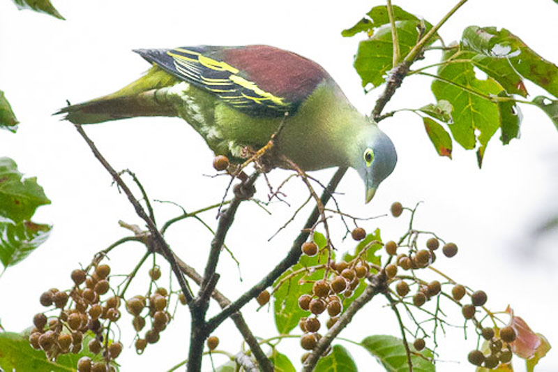 Jenis Jenis Burung Punai Dan Keunikanya Sangkarlapis