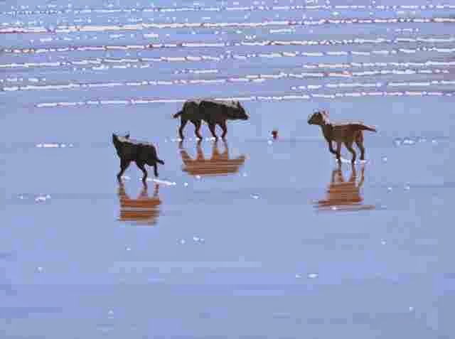 Море и пляжи. Paul Haggith Море и пляжи. Paul Haggith