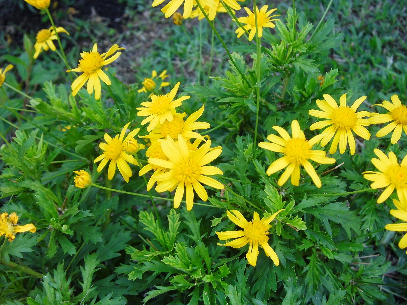 Chrysanthemum Indicum Flowers Gallery