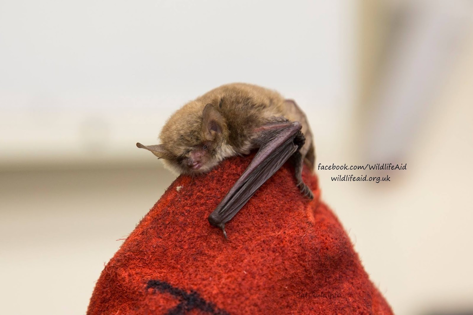 British Bats Common Pipistrelle