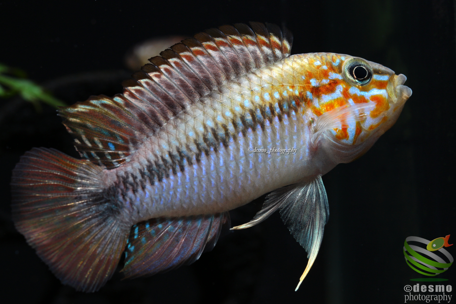 AMERIKANISCHE CICHIHLIDEN I アピストグラマ AMERIKANISCHE CICHIHLIDEN I アピストグラマ