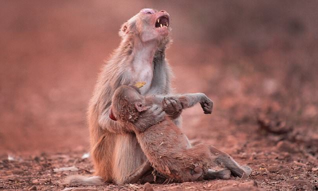 Devastated Monkey Holds Her Baby Tight After It Collapsed... What Happens Next Is Made Us Smile! Devastated Monkey Holds Her Baby Tight After It Collapsed... What Happens Next Is Made Us Smile!