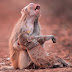 Devastated Monkey Holds Her Baby Tight After It Collapsed... What Happens Next Made Us Smile!