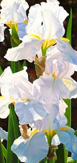 orquideas-blancas