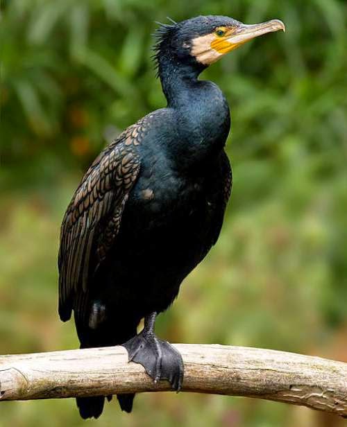 Great cormorant Birds of India Bird World
