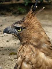 Javan hawk-eagle | Wild Of Animals