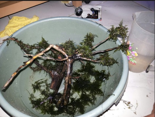 Cara Membentuk Bonsai Dengan Mudah dan Sederhana