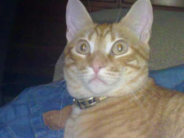 gato-cielo-mascota-amor-angel