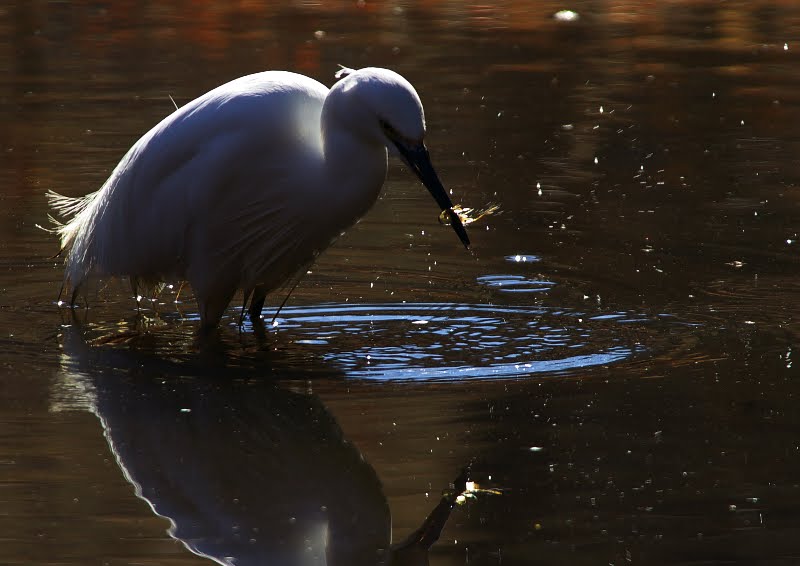 フラッシュを使って写真を撮ると目が赤くなるのはなぜですか?
