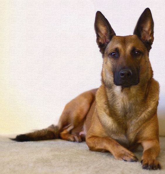 Malinois | Dog Breed | Appearance,Health,Activities and ...