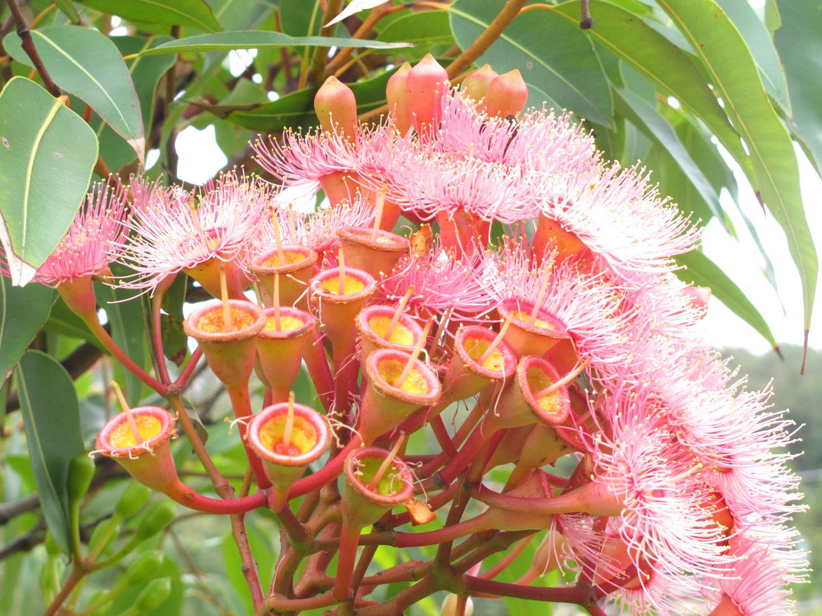 Цветы австралии красивые