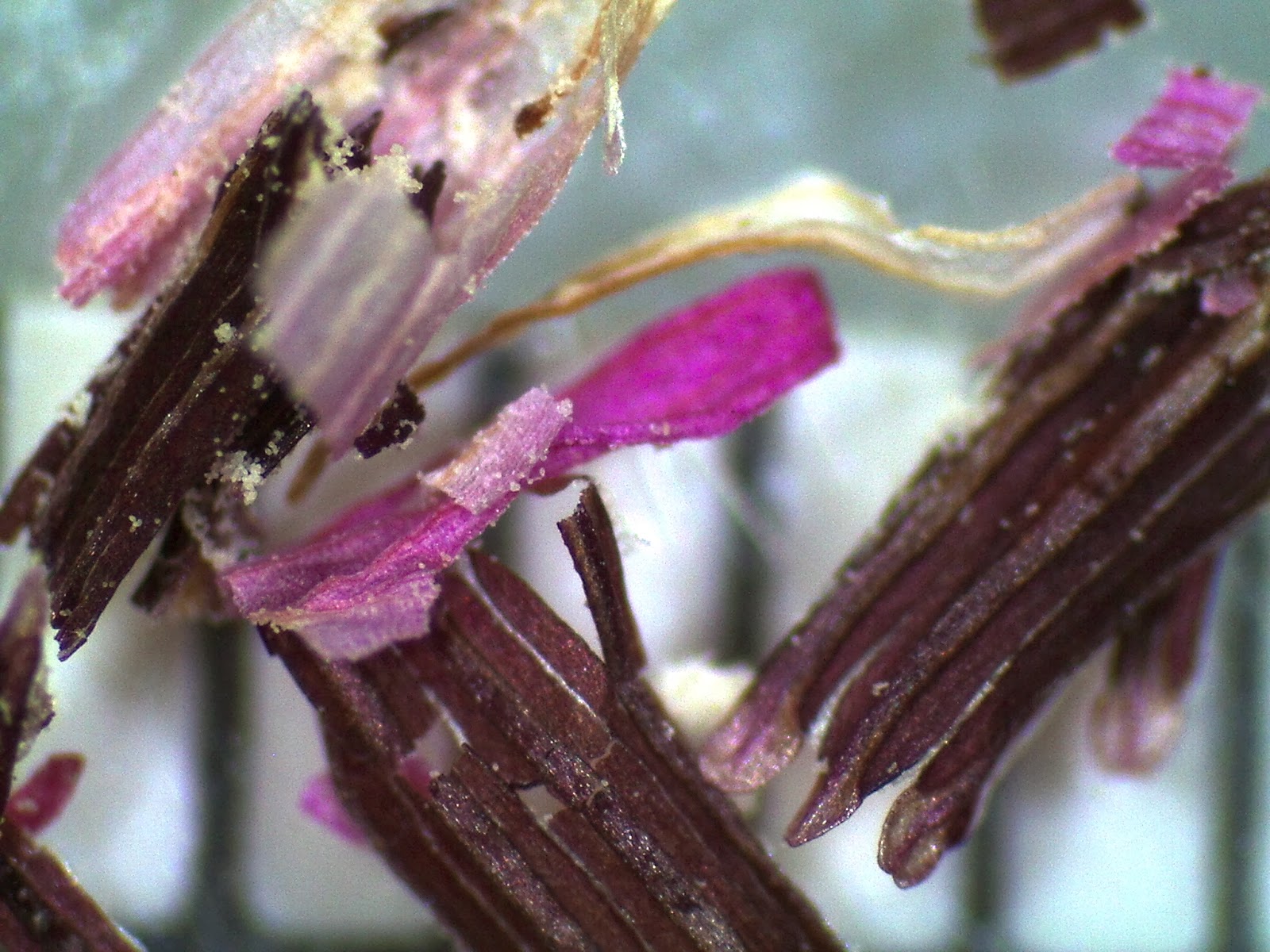 How does pollen differ in flowers that grow in dry climates vs. wet