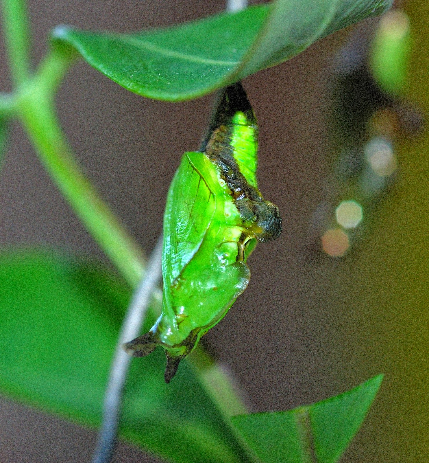Butterfly Islands White Admiral Pupa.