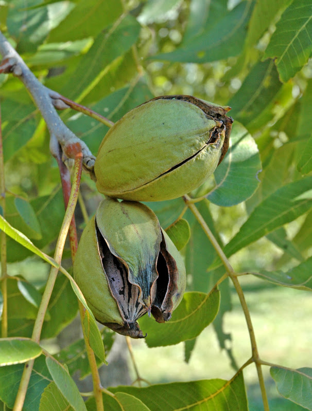 Northern Pecans: 2012