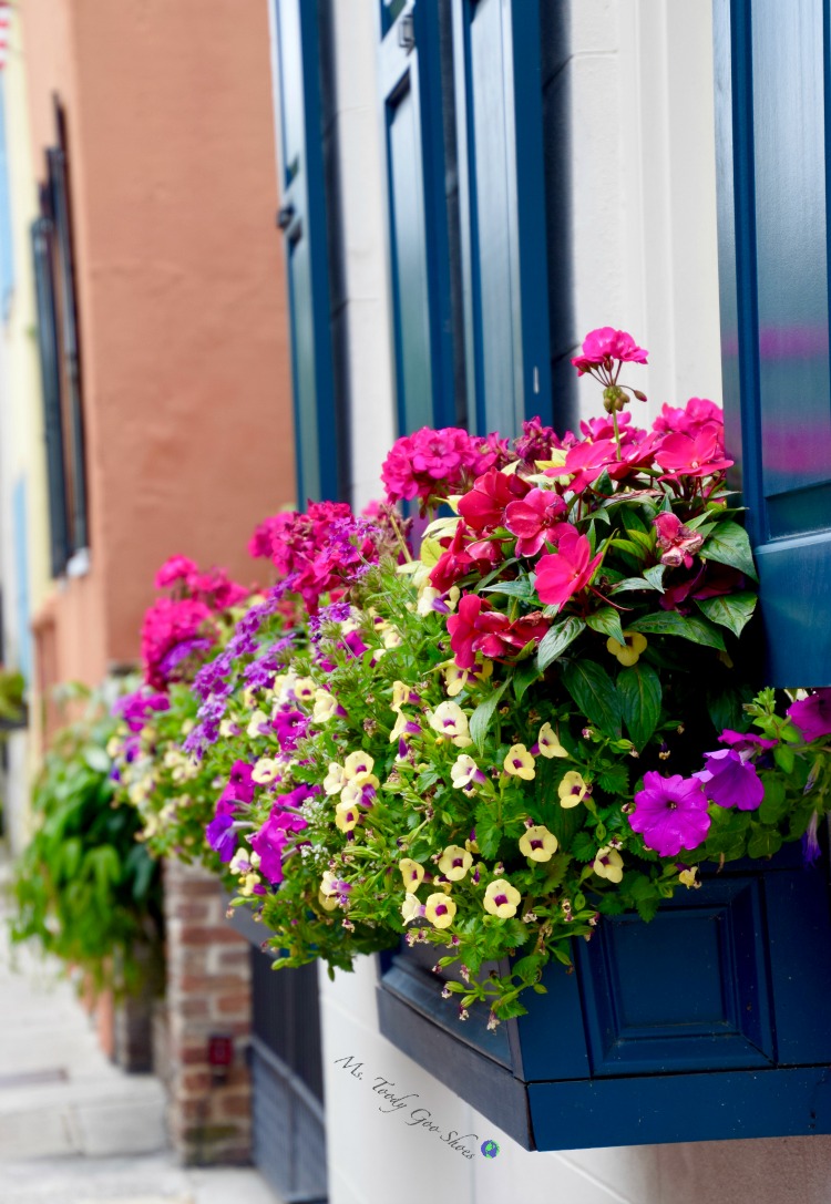 There are so many flowerboxes in Charleston, SC - a sheer delight for passersby. | Ms. Toody Goo Shoes