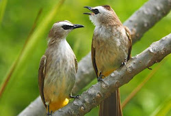 Daftar Harga Burung Trucukan Agustus 2019 Update Burung Babe