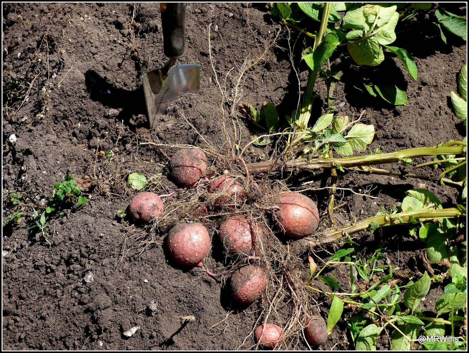 Mark's Veg Plot Harvesting Maincrop potatoes