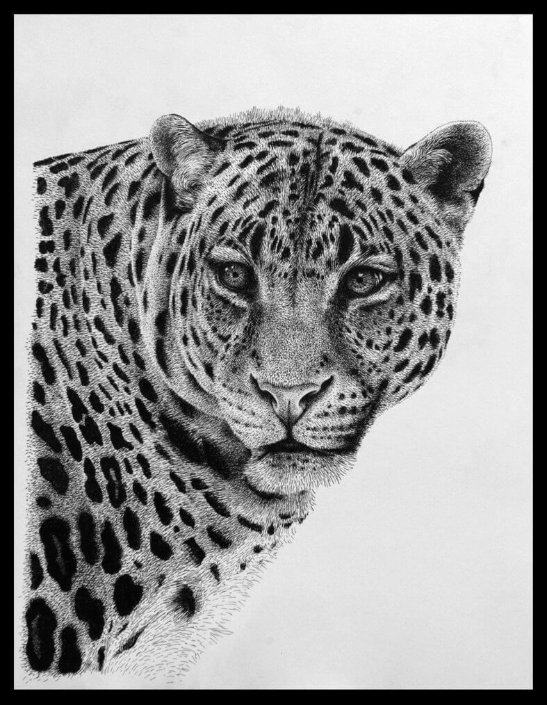 Design Stack A Blog about Art, Design and Architecture Animal