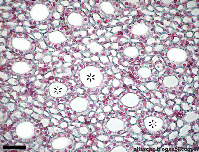 Atlas de Citologia e Histologia: Tecido epitelial de revestimento