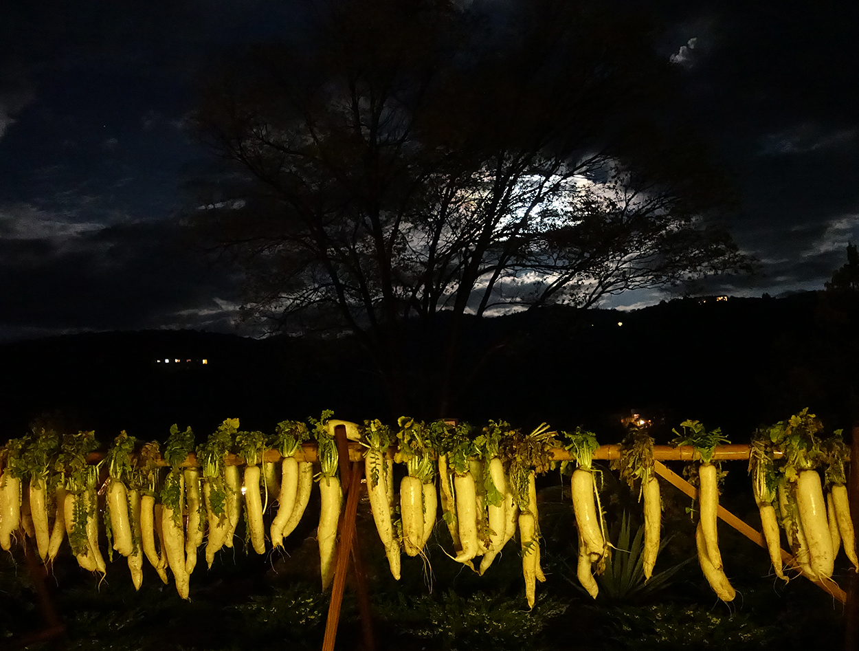 forms traced by light full moon with radishes