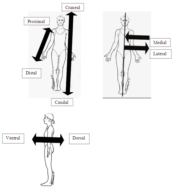 dansaluss: orientaciones anatomicas