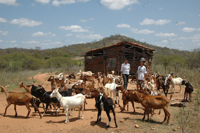 Resultado de imagem para Leite de cabra Ã© um produto viÃ¡vel no semiÃ¡rido.