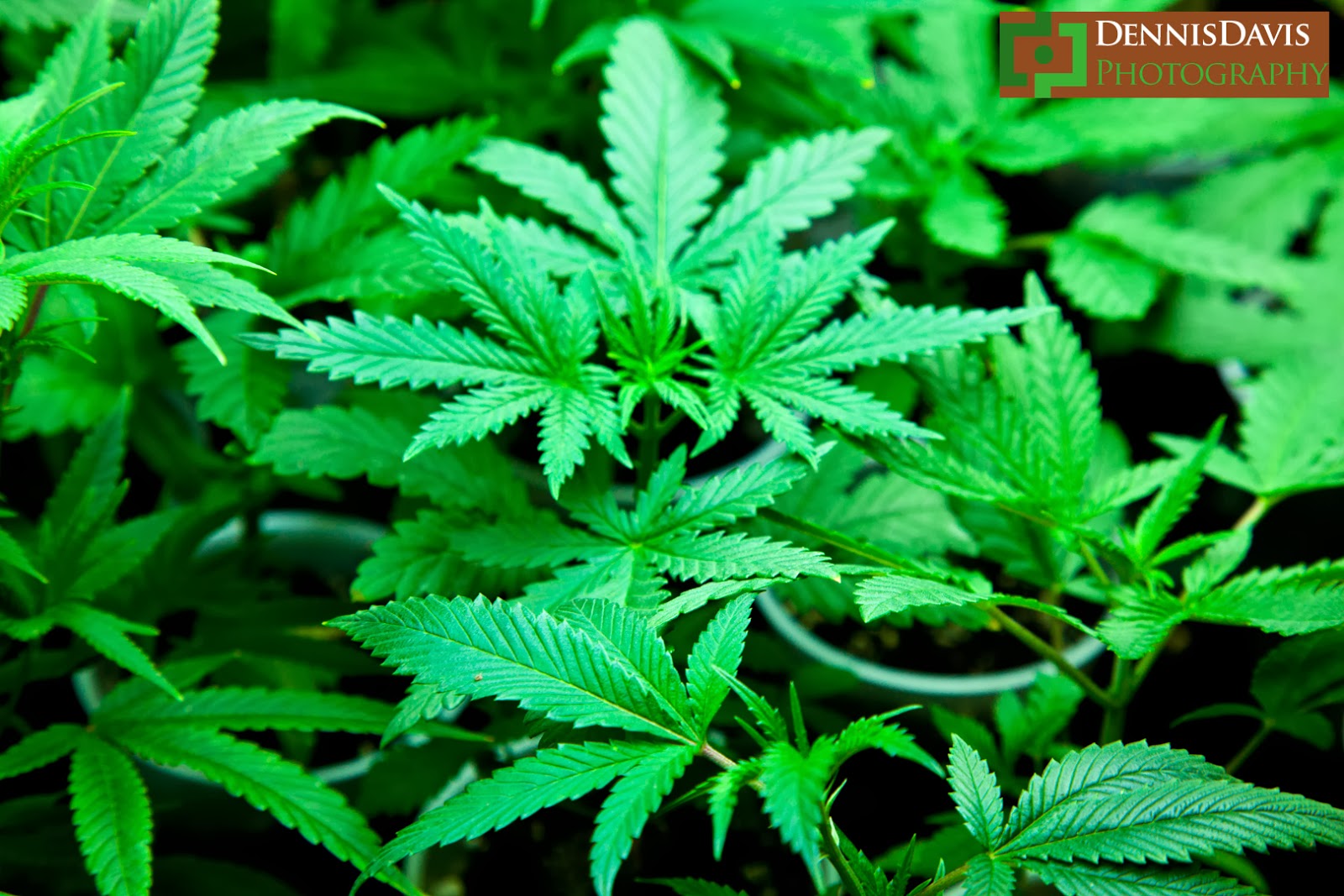 How To Stop Smoking Pot - Naturally