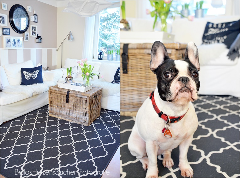 Wohnzimmer schwarz weiß, living, home Interieur, Hund, französische Bulldogge