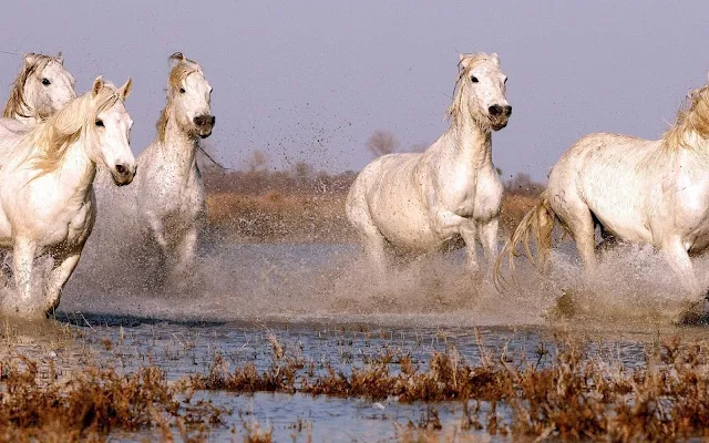 Hard rennende paarden door het water