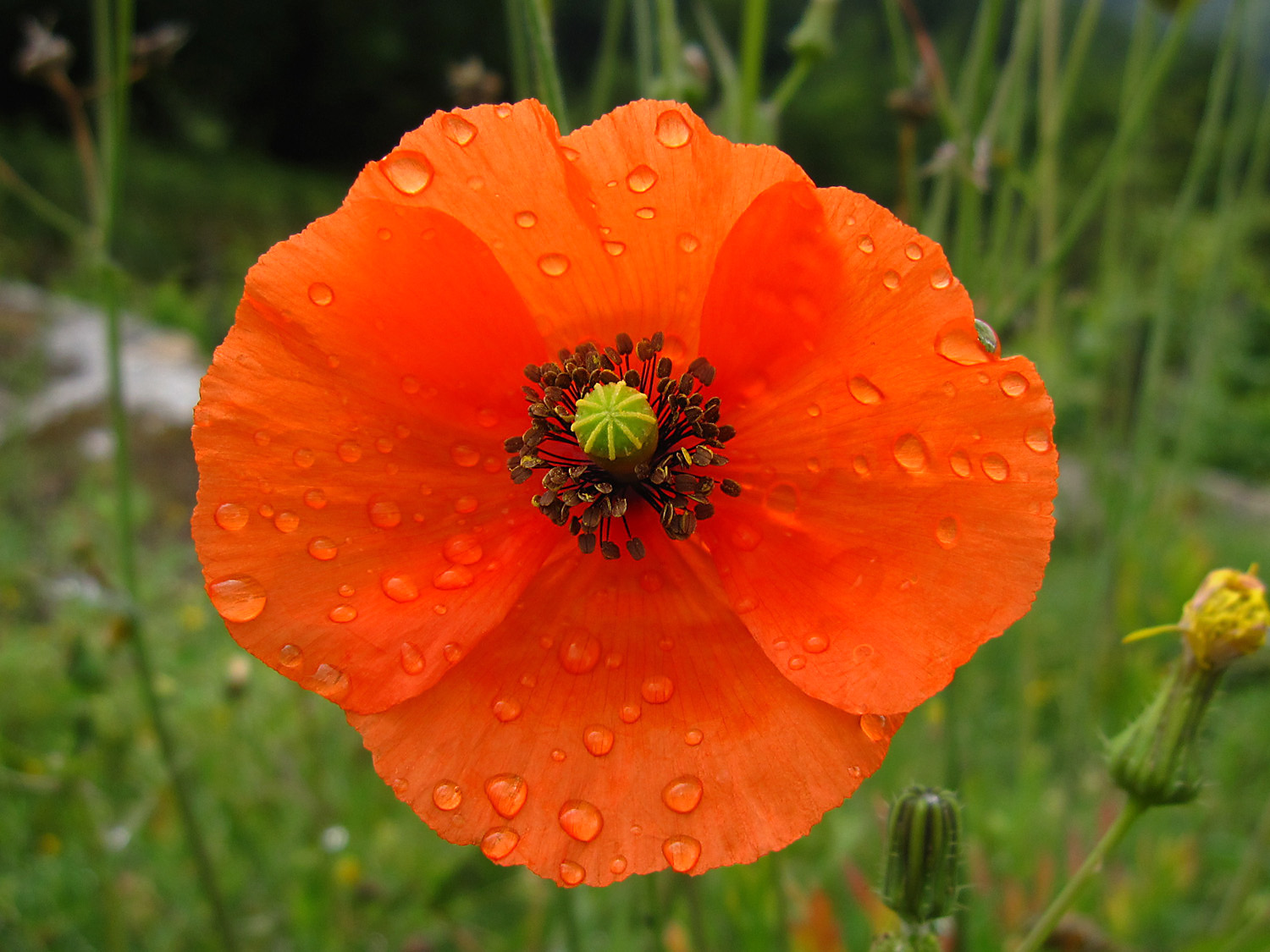 Planta De las amapolas