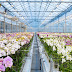 How Greenhouse Climate Works in Plant Growth