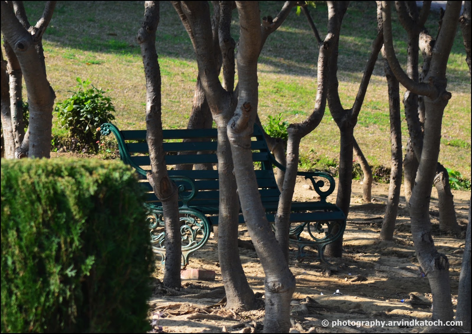 A seating Chair Hidden in the Trees (Perfect Seating Arrangement)