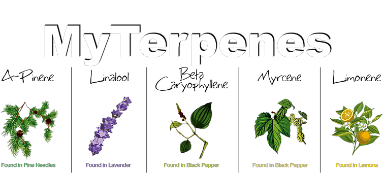 My Terpenes Experience