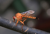 Phorid or Hump-backed fly Orange Phorid aka Hump-backed fly on a grey tree branch