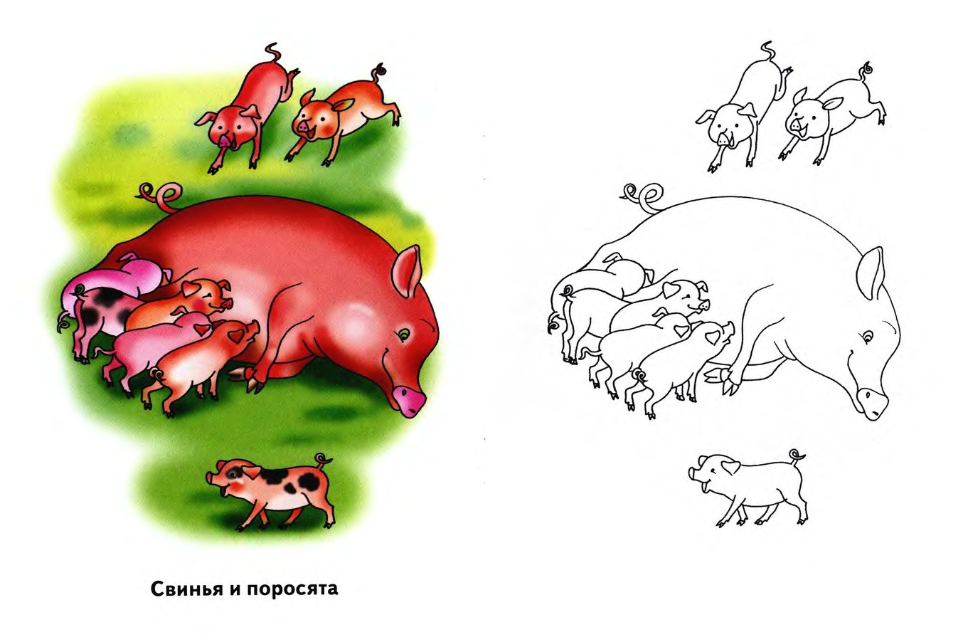 Свинья окружающий мир 3 класс. Свинья с поросятами. Свинья рисунок. Свинья задания для детей. Поросенок задания для детей.