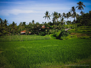 The Rice Fields And Farmer Settlements At Ringdikit Farmfield, North Bali, Indonesia