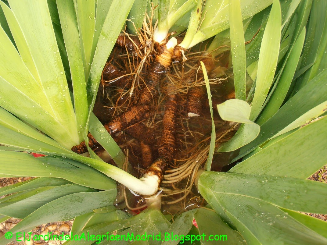 El jardín de la alegría : Cómo plantar rizomas de Lirio barbado (Iris ...