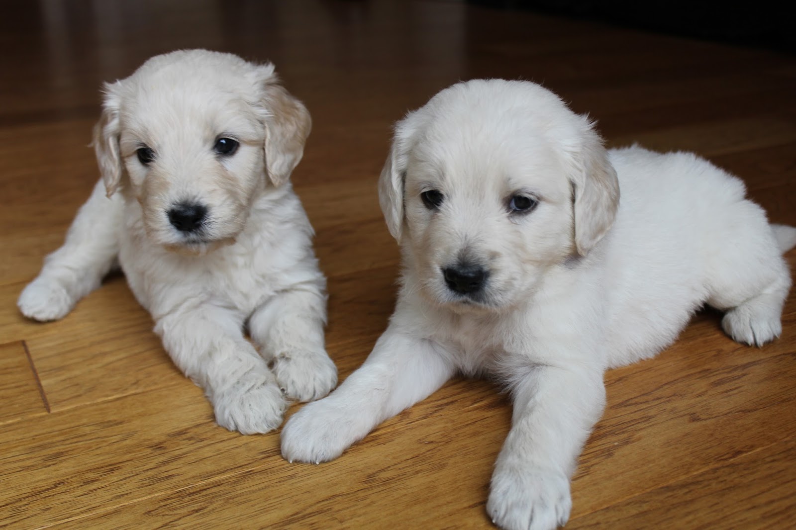 Southern Indiana Sugar Doodles 8124868504 5 Weeks Old F1b English