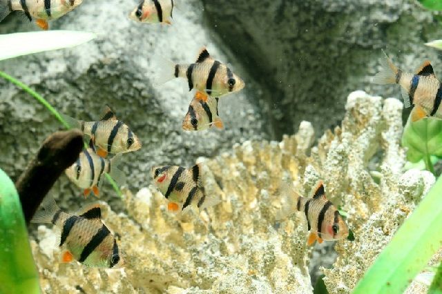 Ikan Hias Sumatra ( puntius tetrazona bleeker)