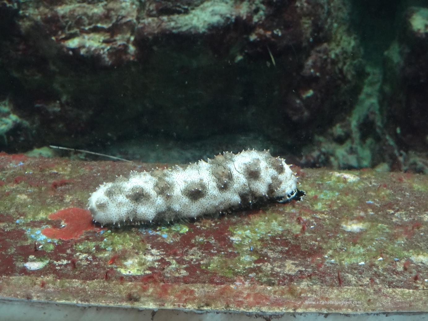 Beautiful Things In Life Aquarium & Marine Museum Sea Cucumber
