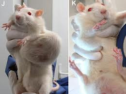 rats with tumors being held up in laboratory