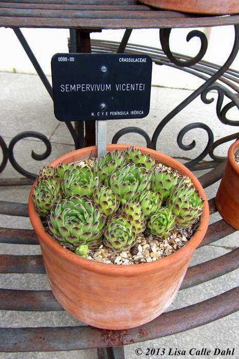 Descubriendo hojas: Invernadero desértico y subtropical. Real Jardín