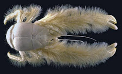 sea deep creatures cool crab discovered creature another agatelady animals ocean underwater yeti animal marine undersea species crabs mythical adventures