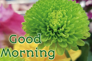 good morning good morning