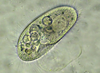 Il Microscopio