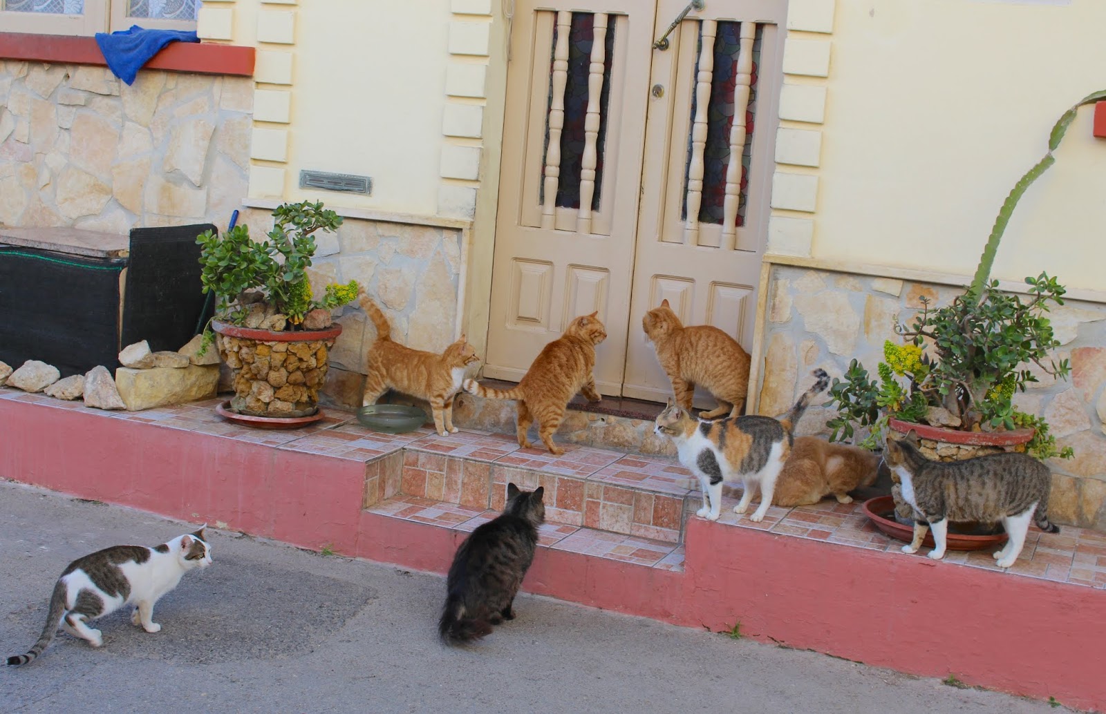 Malta & Gozo Islands of Cats Is Malta really the island of cats? We