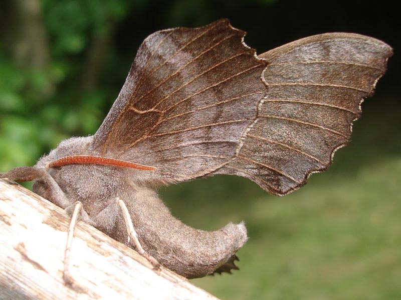 MERSEA WILDLIFE MOTHS ON THE WING